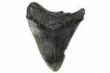 Bargain, Fossil Megalodon Tooth - South Carolina #182864-1